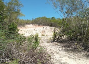 Denuncian Deforestación en el distrito municipal de el Cachón de Barahona
