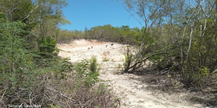 Denuncian Deforestación en el distrito municipal de el Cachón de Barahona
