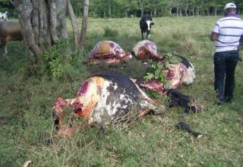 Ganaderos de San Pedro de Macorís por robo de animales