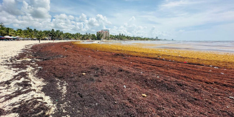 Sargazo afecta turismo de Juan Dolio