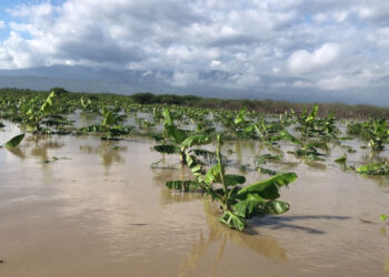 Cuantiosas pérdidas tiene el sector agrícola en el Sur