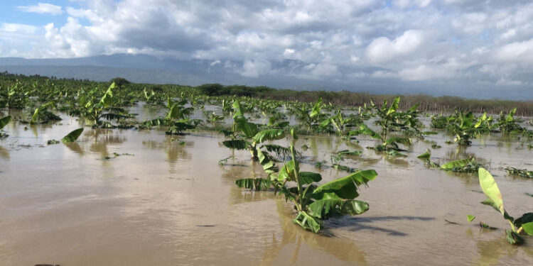 Cuantiosas pérdidas tiene el sector agrícola en el Sur