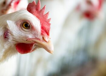 La libra de pollo supera los RD$125 en algunas regiones del país