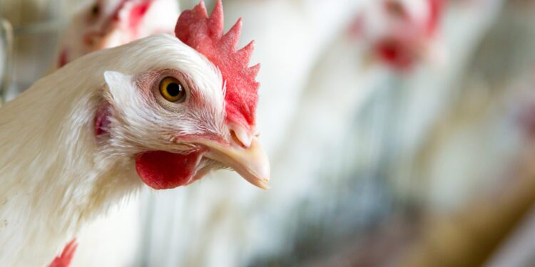 La libra de pollo supera los RD$125 en algunas regiones del país