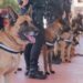 Ministerio Público crea Unidad Canina