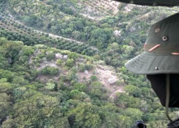 Desmantelan finca de marihuana en Baní