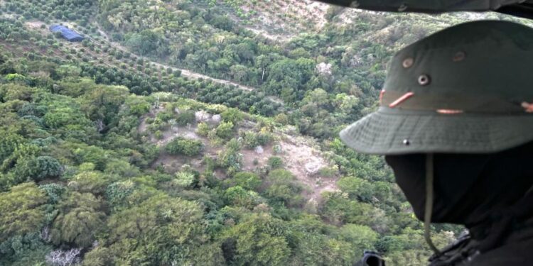 Desmantelan finca de marihuana en Baní