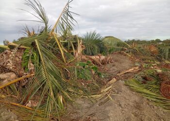 Varios agricultores de las comunidades de Uvilla, El Jobo y Batey 6, calificaron como “abuso de poder” la actuación del Consorcio Azucarero Central (CAC) por derribar decenas de tareas de tierras sembradas de plátano, cocos y otros cultivos