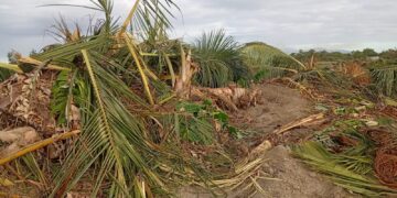 Varios agricultores de las comunidades de Uvilla, El Jobo y Batey 6, calificaron como “abuso de poder” la actuación del Consorcio Azucarero Central (CAC) por derribar decenas de tareas de tierras sembradas de plátano, cocos y otros cultivos