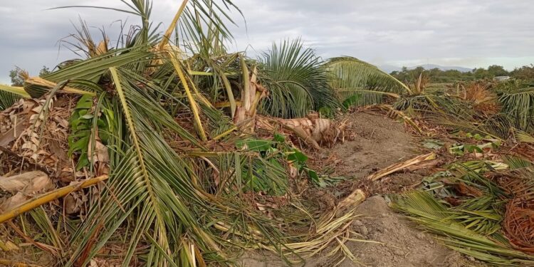 Varios agricultores de las comunidades de Uvilla, El Jobo y Batey 6, calificaron como “abuso de poder” la actuación del Consorcio Azucarero Central (CAC) por derribar decenas de tareas de tierras sembradas de plátano, cocos y otros cultivos