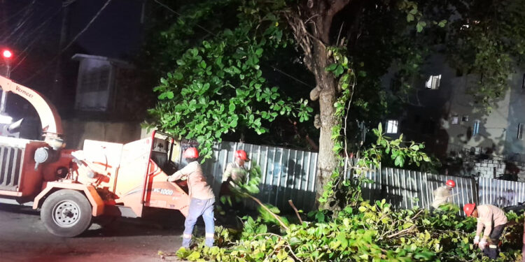 Edesur realiza operativo de poda de árboles tras lluvias