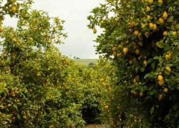 Caminos vecinales en Jimaní afectan agricultores de limón