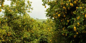 Caminos vecinales en Jimaní afectan agricultores de limón