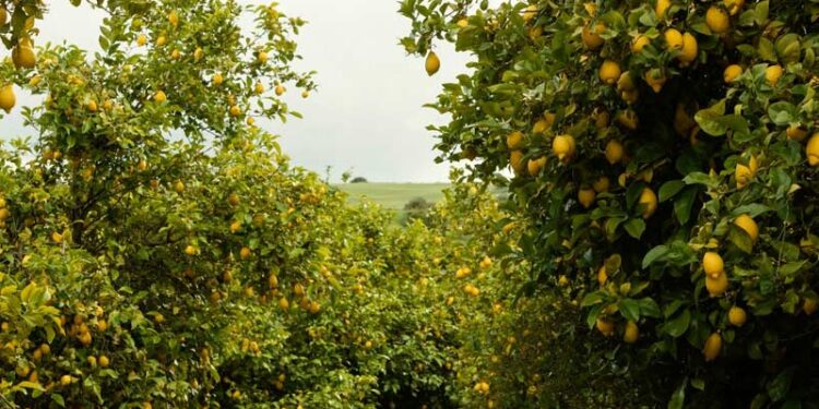 Caminos vecinales en Jimaní afectan agricultores de limón