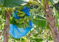 Agricultores alertan minería afectaría cultivos