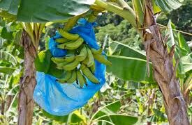 Agricultores alertan minería afectaría cultivos