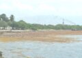 Sargazo afecta turismo y comercios en Barahona