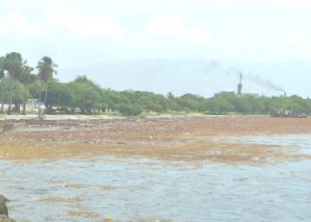 Sargazo afecta turismo y comercios en Barahona