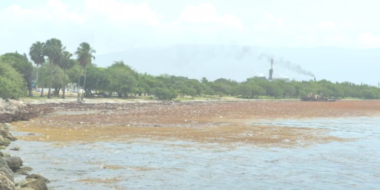 Sargazo afecta turismo y comercios en Barahona