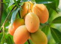 EE. UU. suspende importación de mango dominicano