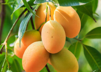 EE. UU. suspende importación de mango dominicano