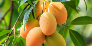 EE. UU. suspende importación de mango dominicano