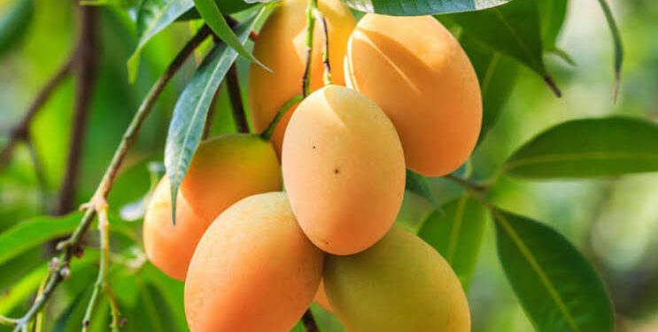 EE. UU. suspende importación de mango dominicano