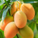 EE. UU. suspende importación de mango dominicano