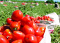 Diputados aprueban ley que declara a Azua «capital del tomate»