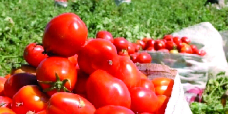Diputados aprueban ley que declara a Azua «capital del tomate»