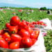Diputados aprueban ley que declara a Azua «capital del tomate»