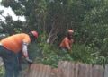 Fuerte ventarrón derriba árbol sobre vivienda en Barahona