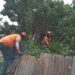 Fuerte ventarrón derriba árbol sobre vivienda en Barahona