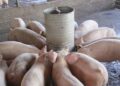 Producción de cerdo en RD cae más de 70 % por peste porcina