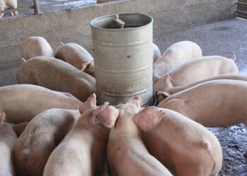 Producción de cerdo en RD cae más de 70 % por peste porcina