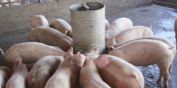 Producción de cerdo en RD cae más de 70 % por peste porcina