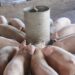 Producción de cerdo en RD cae más de 70 % por peste porcina