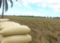 Arroz dominicano enfrenta disputa comercial con Estados Unidos