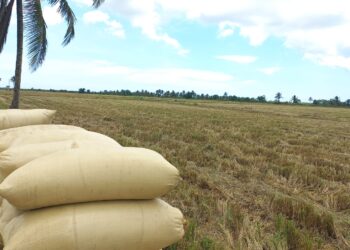 Arroz dominicano enfrenta disputa comercial con Estados Unidos