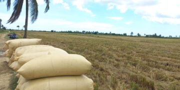 Arroz dominicano enfrenta disputa comercial con Estados Unidos
