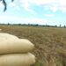 Arroz dominicano enfrenta disputa comercial con Estados Unidos