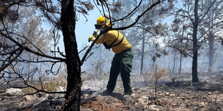 Incendio forestal lleva cuatro días en Sierra de Bahoruco