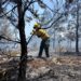 Incendio forestal lleva cuatro días en Sierra de Bahoruco