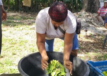 Segunda versión de su mercado de productores en La Guazara
