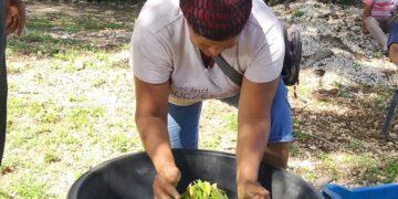 Segunda versión de su mercado de productores en La Guazara