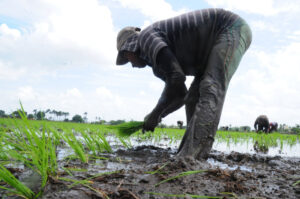 Santos Paulino, presidente de la Federación de Parceleros de la Reforma Agraria, habla sobre la importancia de la producción de arroz en República Dominicana.