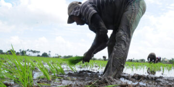 Arroceros de Montecristi alertan por importaciones sin aranceles