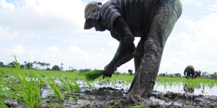 Arroceros de Montecristi alertan por importaciones sin aranceles